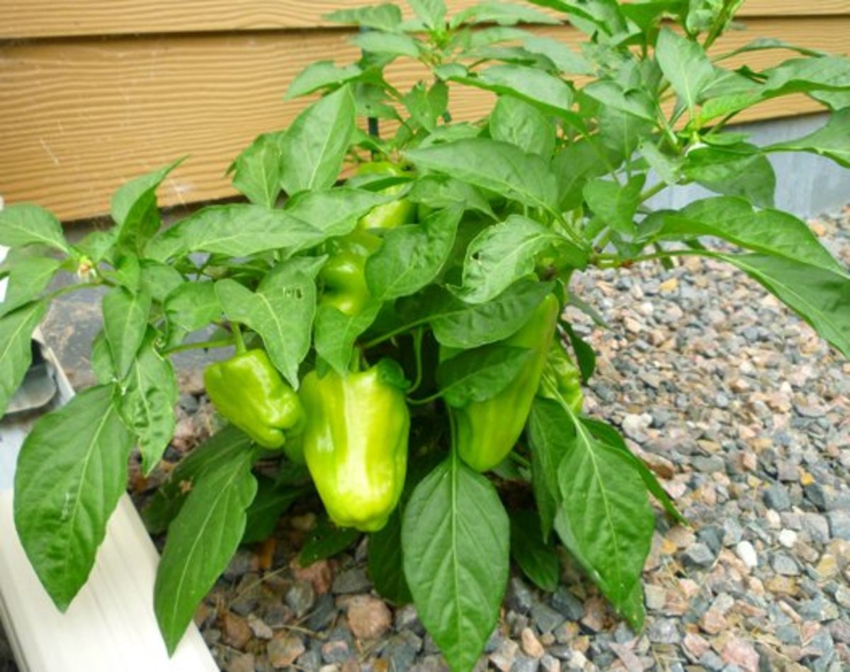 Pompeii Sweet Bell Pepper. This plant was grown in a sunken container.