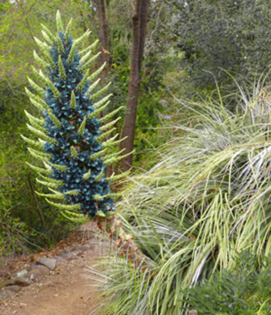 Puya berteroniana is commonly referred to as the turquoise tower.