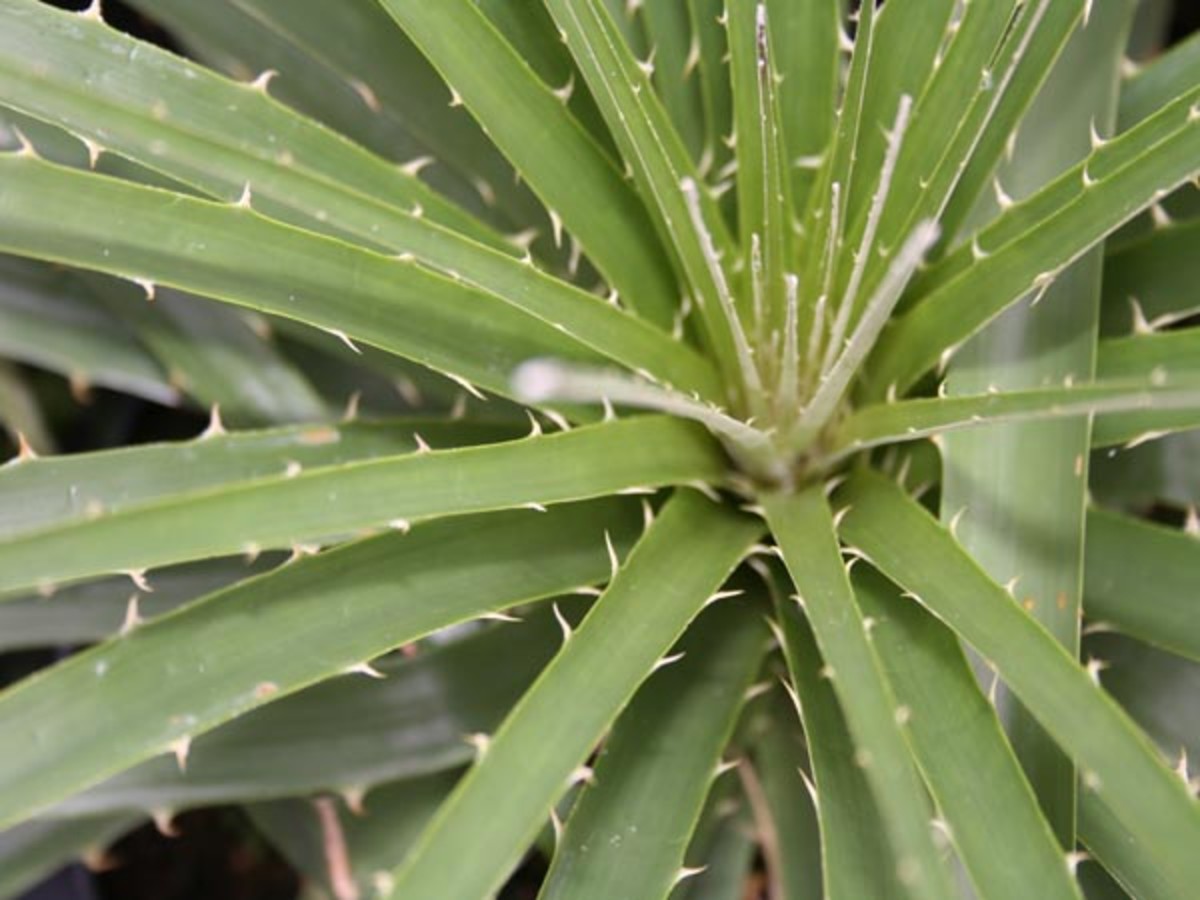The characteristic reverse barbed leaves.