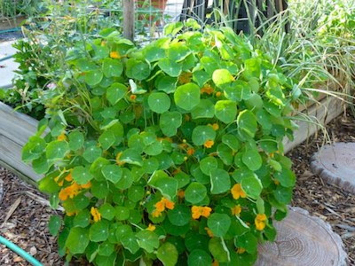 Invite pollinators by planting things like nasturtium. Fill empty garden spaces with herbs and flowers to keep weeds out and attract pollinators. 