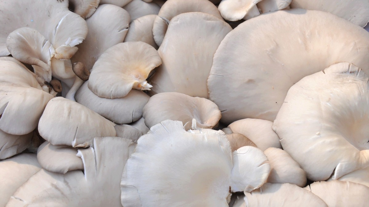 Oyster mushrooms contain a chemical that can be medicinal.