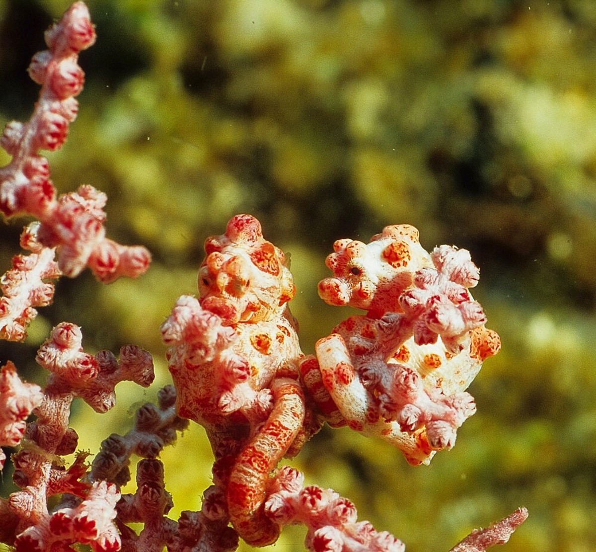 There are two Bargibant's seahorses in this photo, though they may be hard to see.