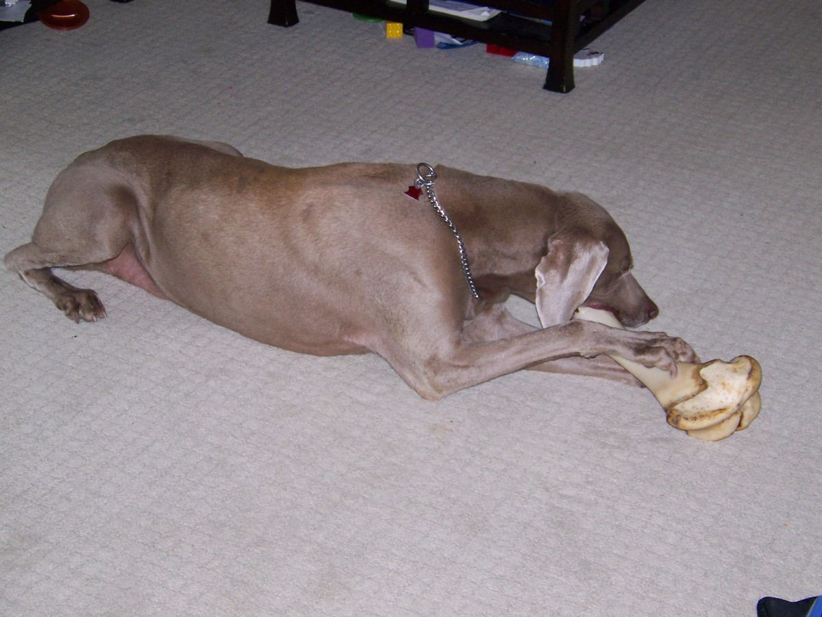Titan, at age 13, enjoying a bone.