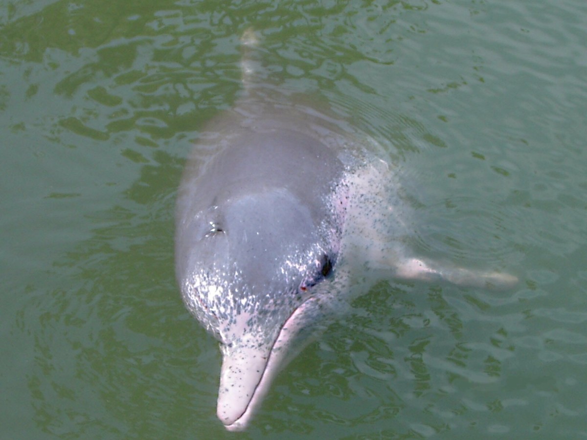 A Chinese white dolphin (a type of humpback dolphin)