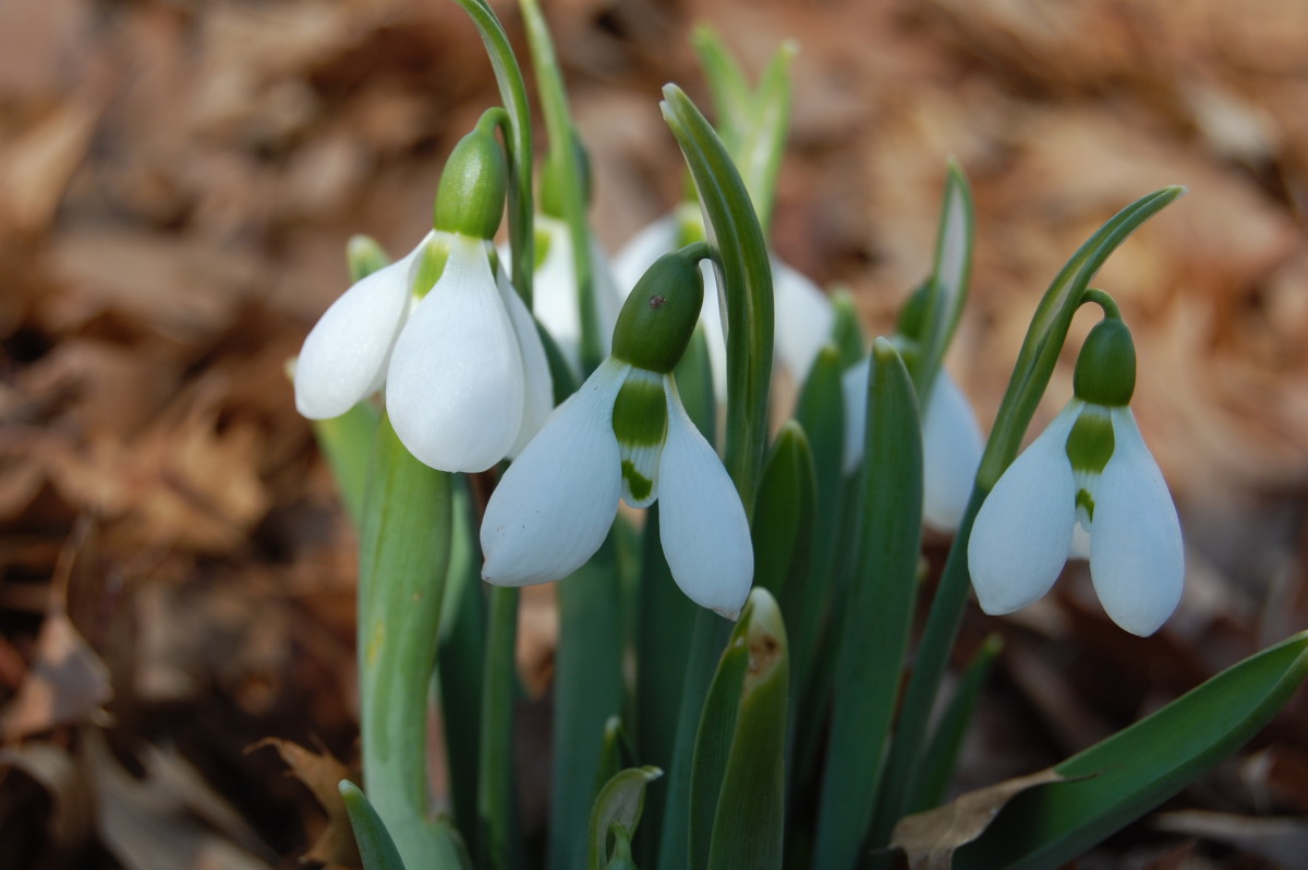 Spring Flowering Bulbs That Deer Won't Eat