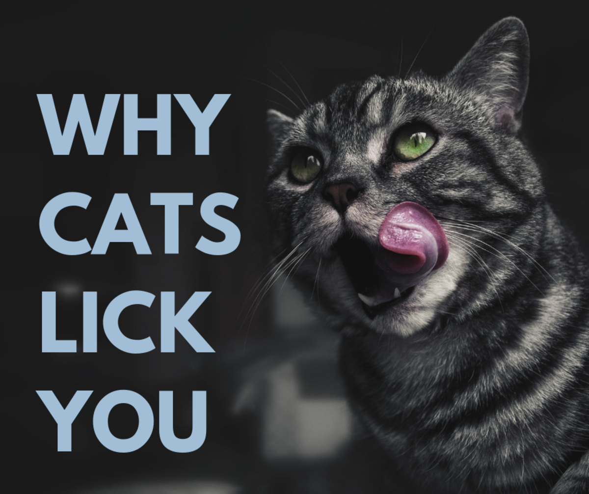 Reasons Why Cats Lick Their Owners Pethelpful