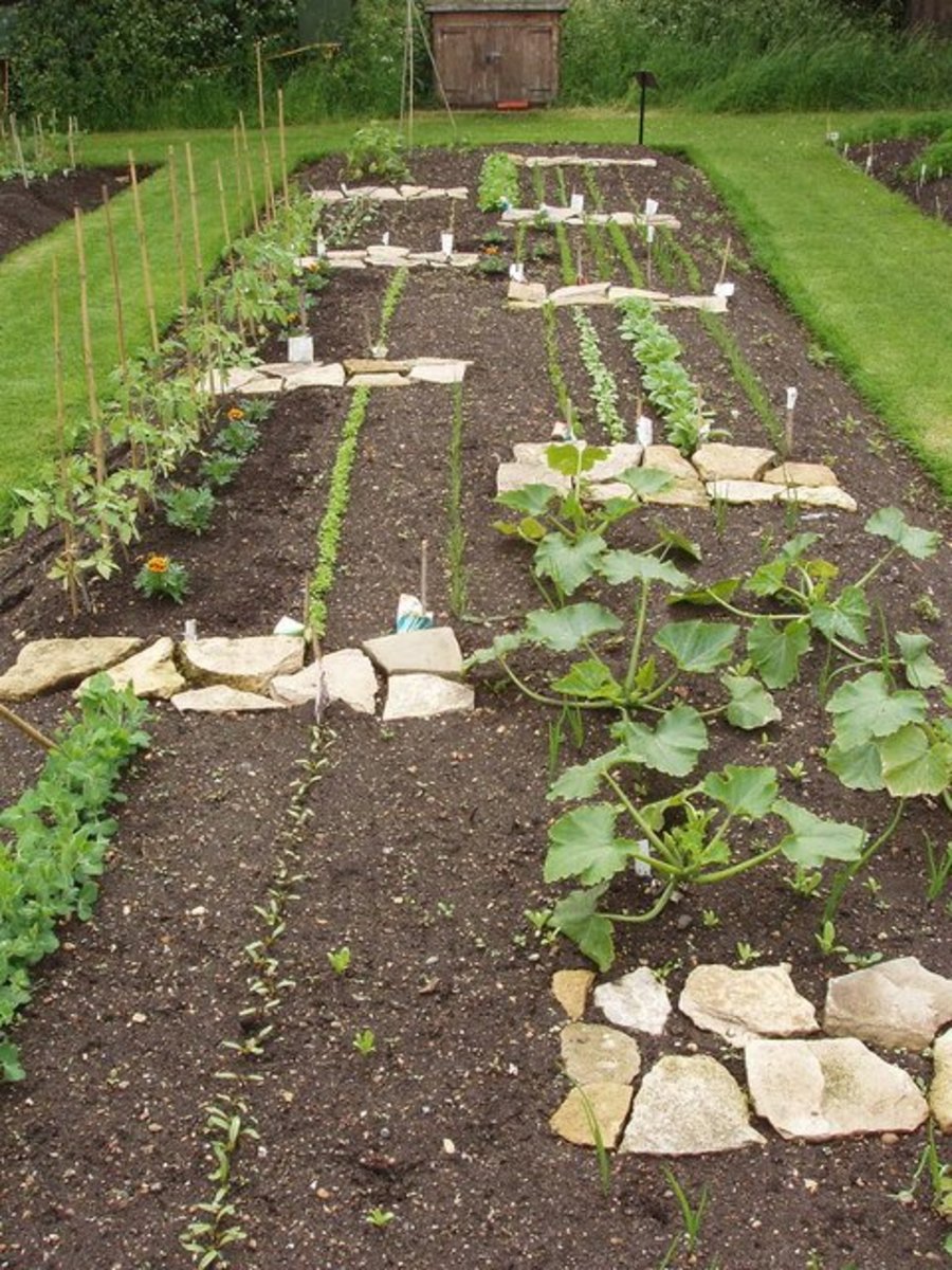 how-to-plan-your-vegetable-garden