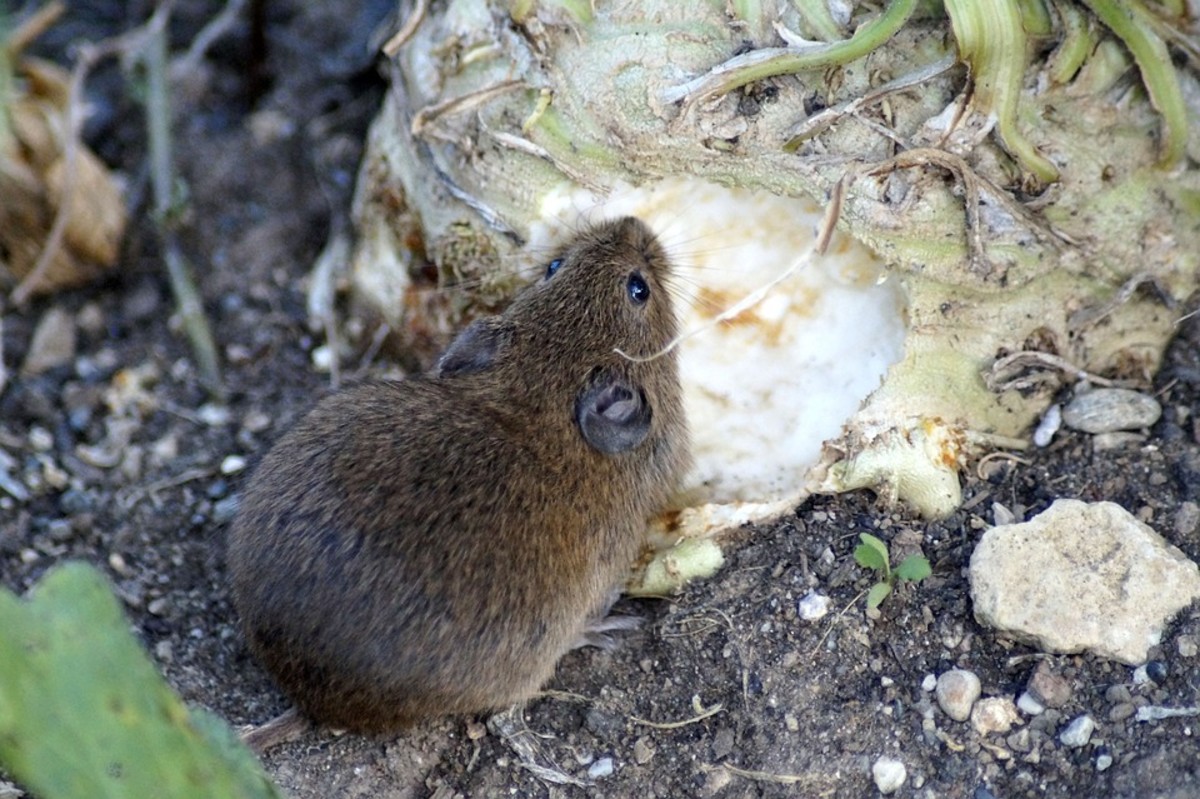 Use hot pepper spray to keep small rodents away from your crops