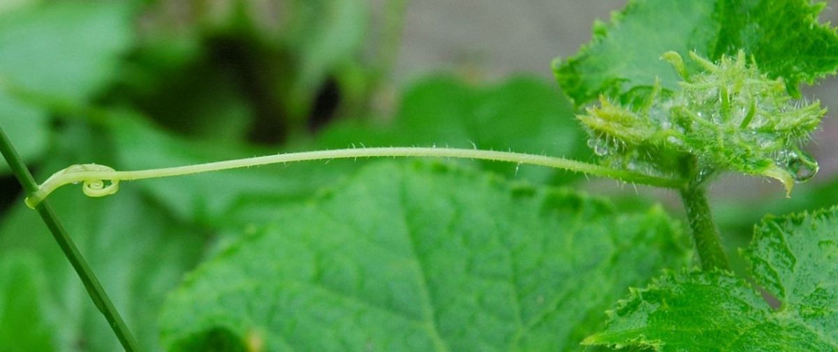 Cucumbers climb using thin tendrils
