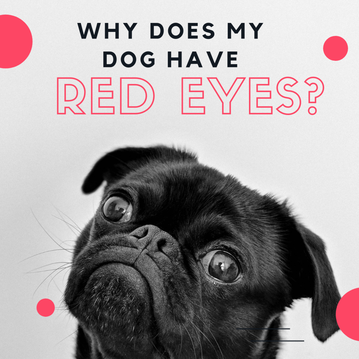  What Causes Red Swollen Eyes In Dogs 