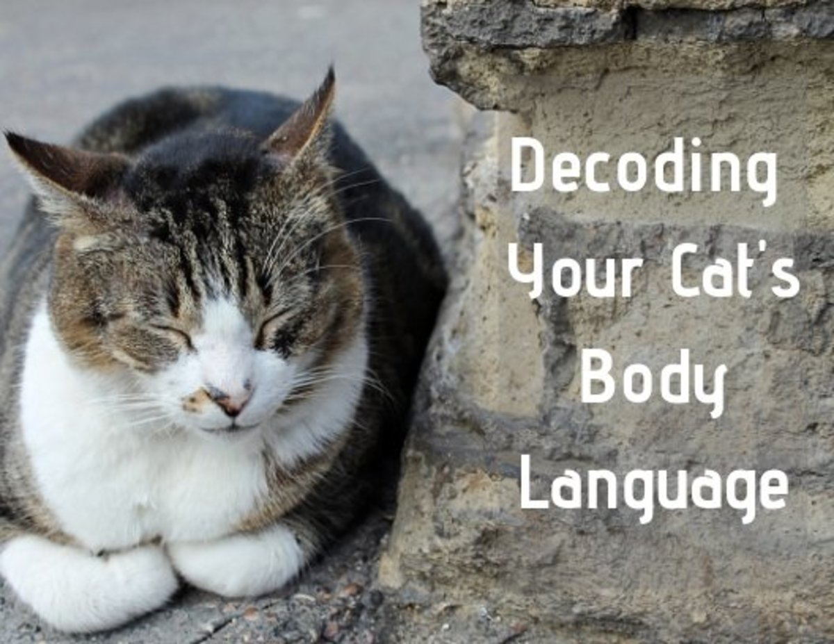 From the way they sit to they manner in which they flick their tail, find out what your cat is telling you with these common behaviors.