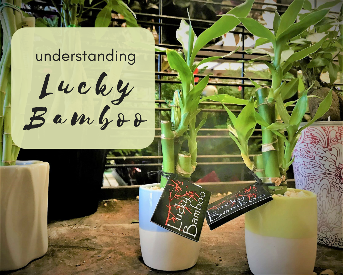 are lucky bamboo safe for rabbits