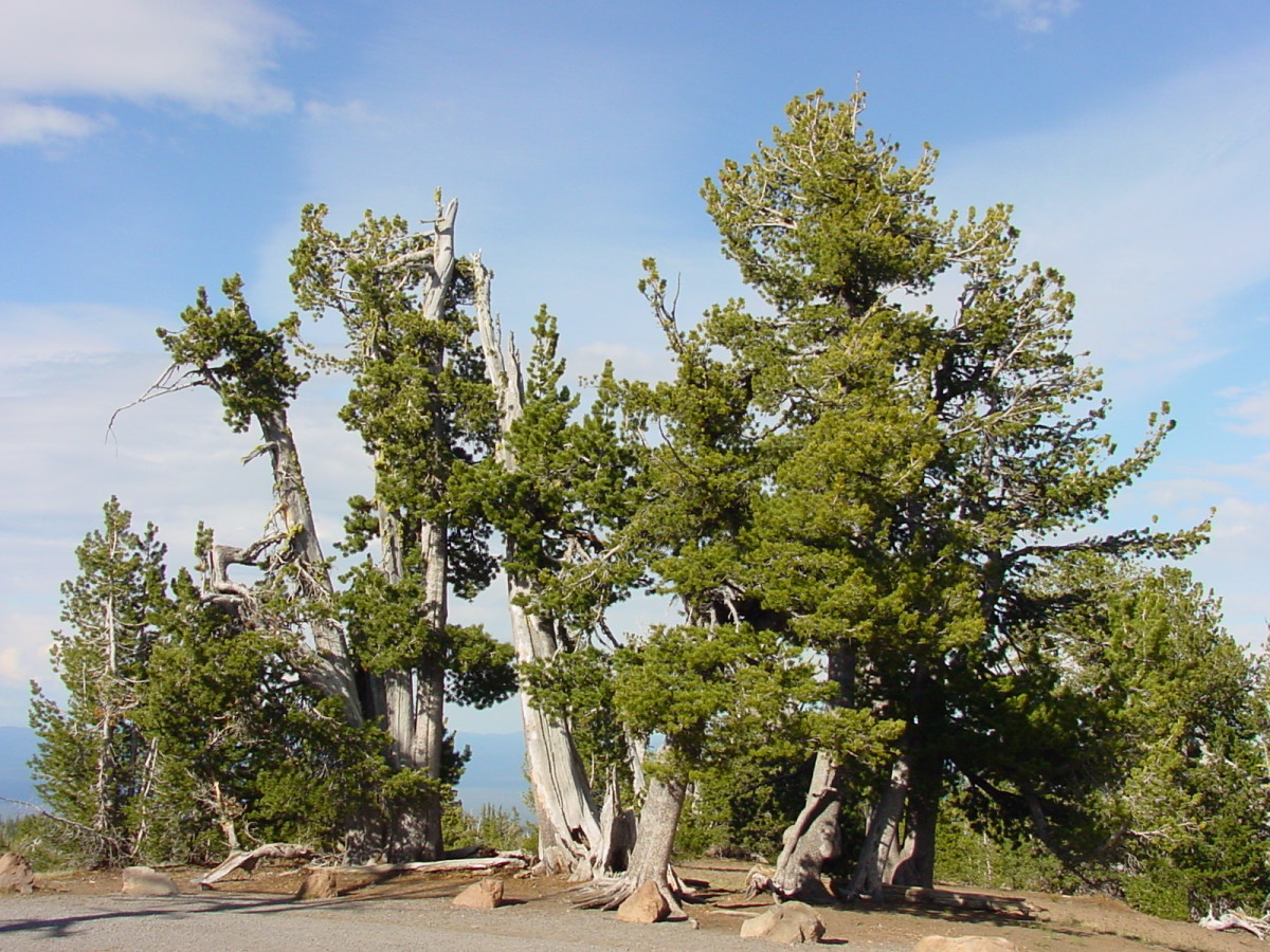 Whitebark Pines