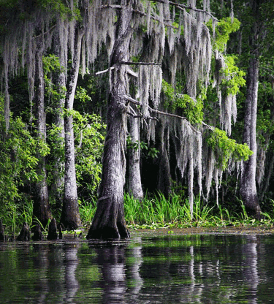 Cypress Trees in a Louisiana Swamp