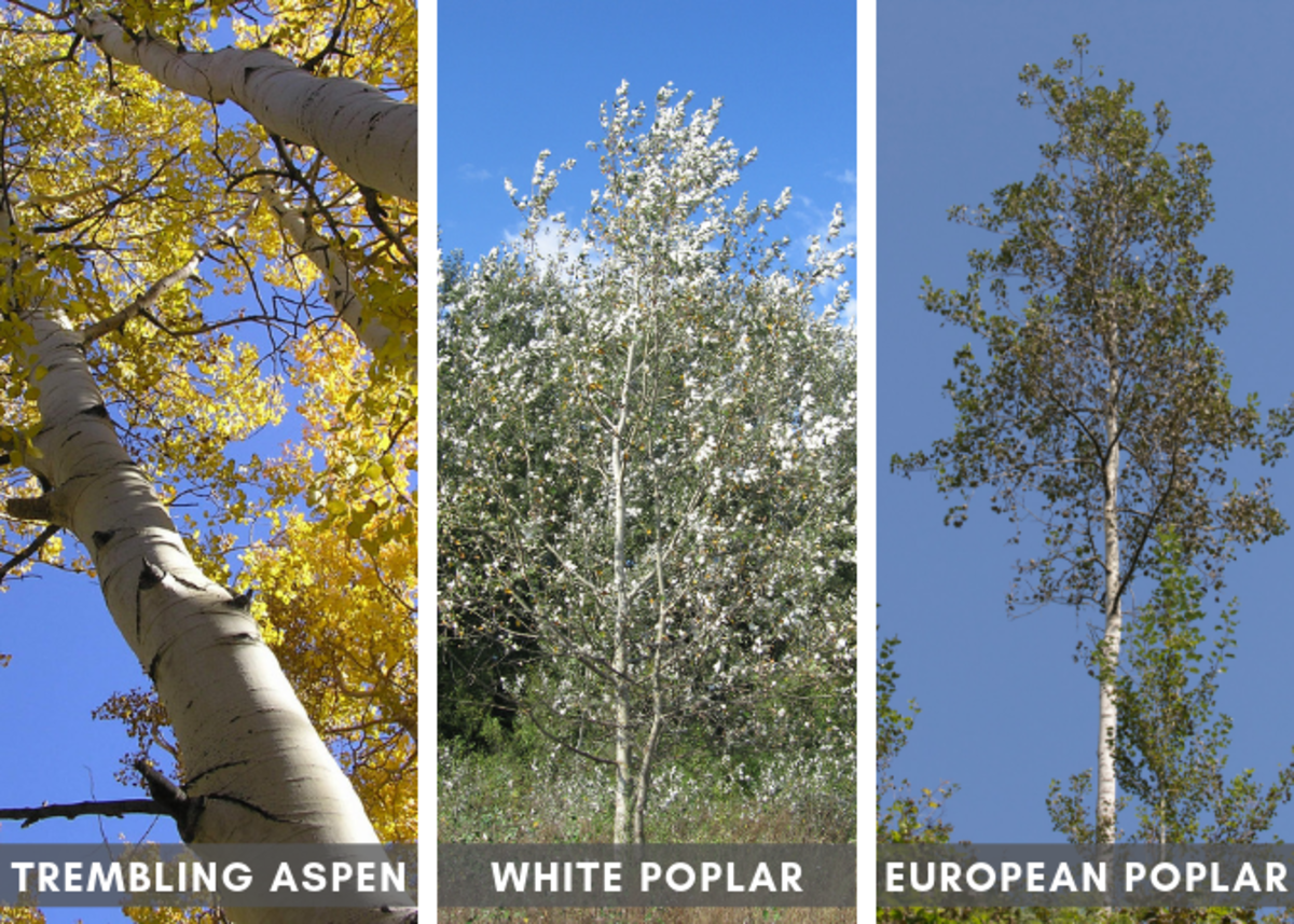 Various White Aspens and Poplars (Source Links at Bottom of Article)