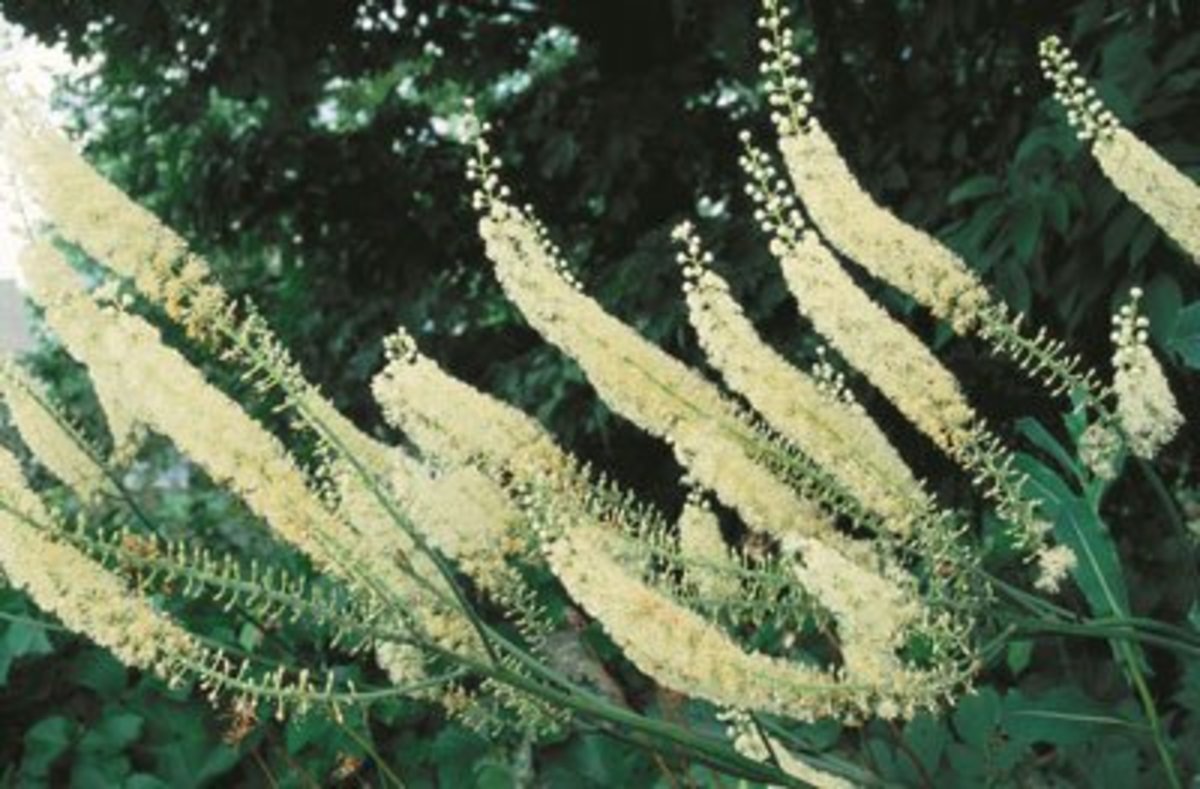 Black Cohosh—Benefits, Uses, and Side Effects RemedyGrove Holistic