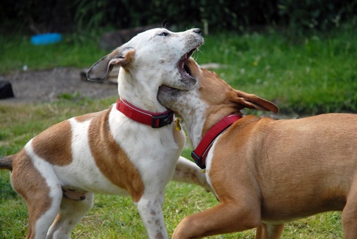 Are your dogs fighting over you?
