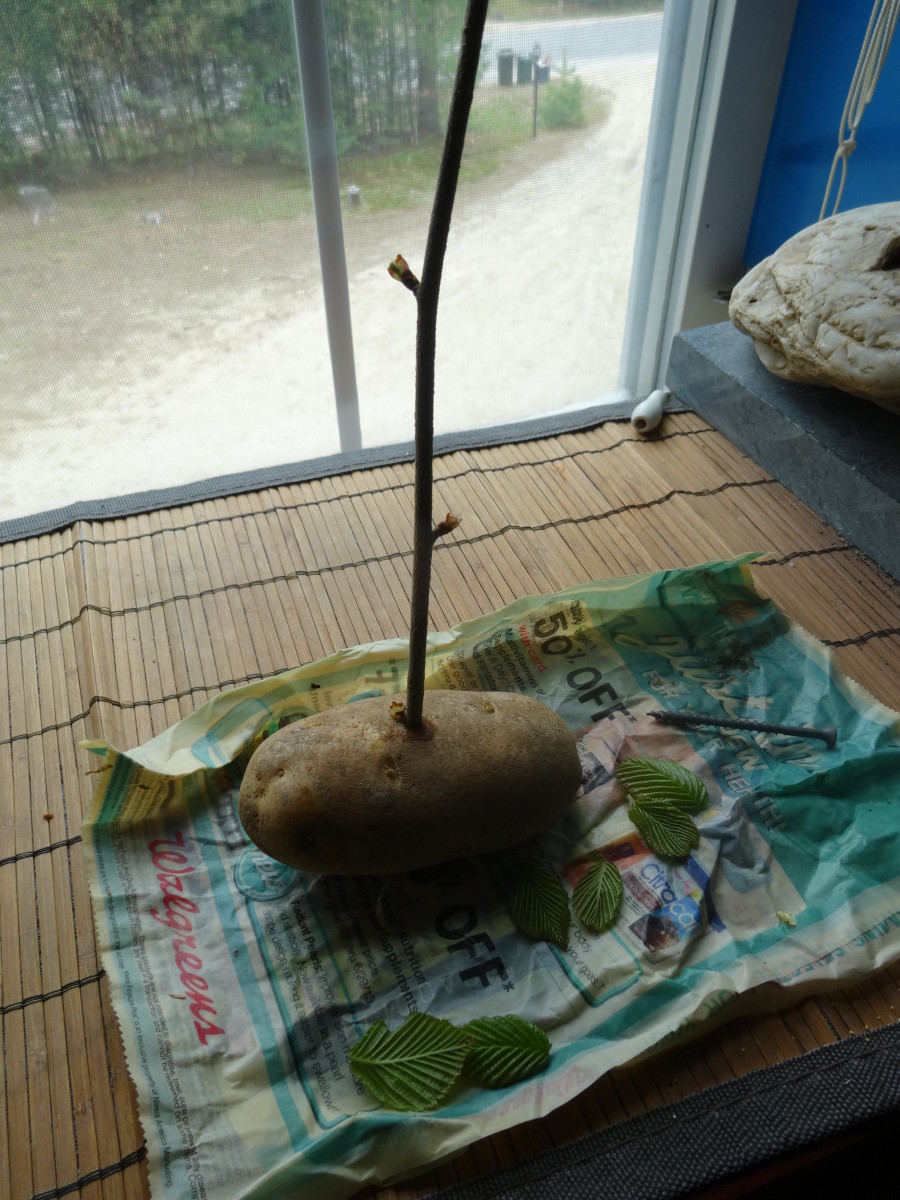 Place the cutting into the hole made in the potato.