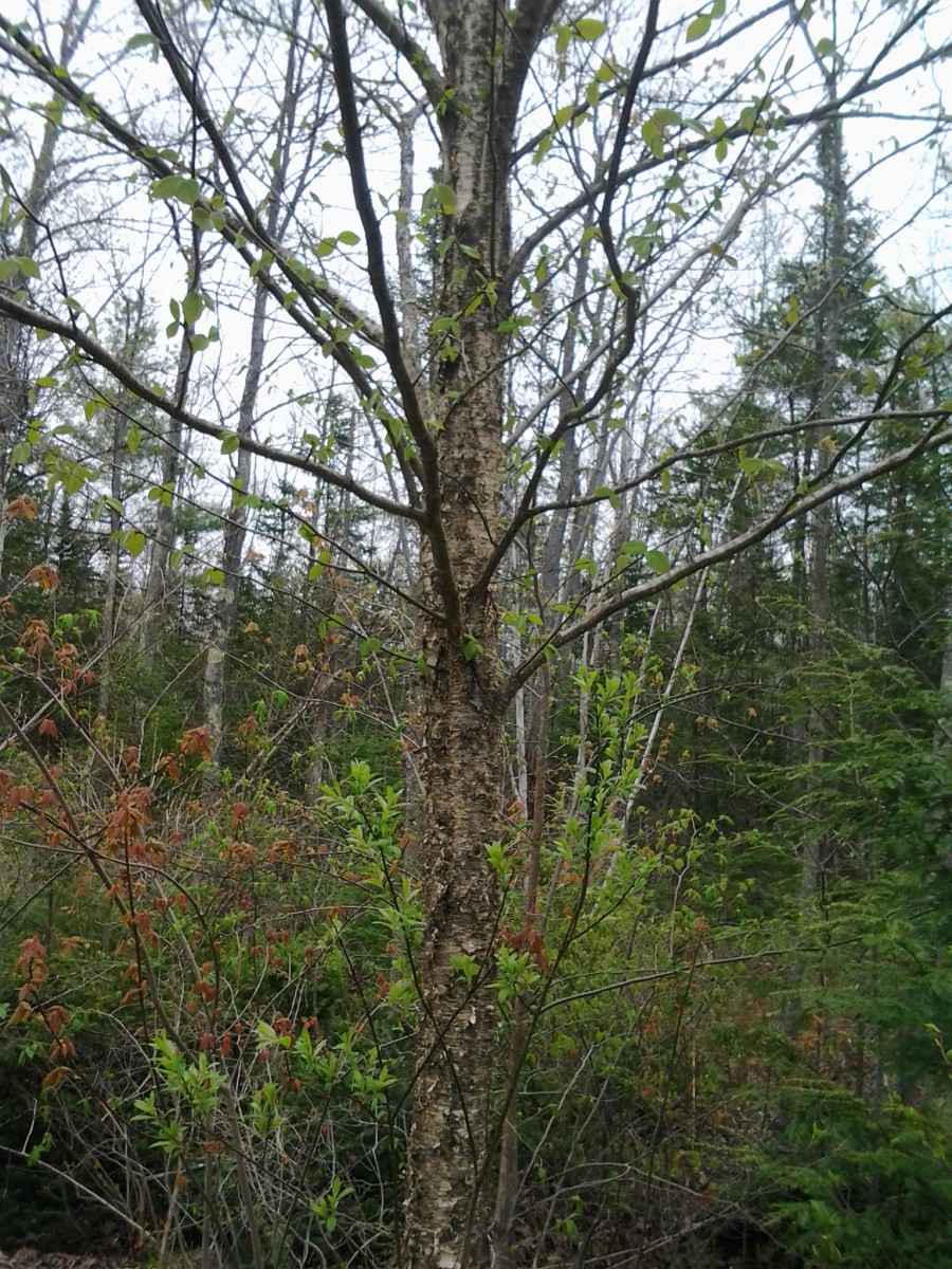 This is a yellow birch that I am curious to see if I can get to grow from a cutting.