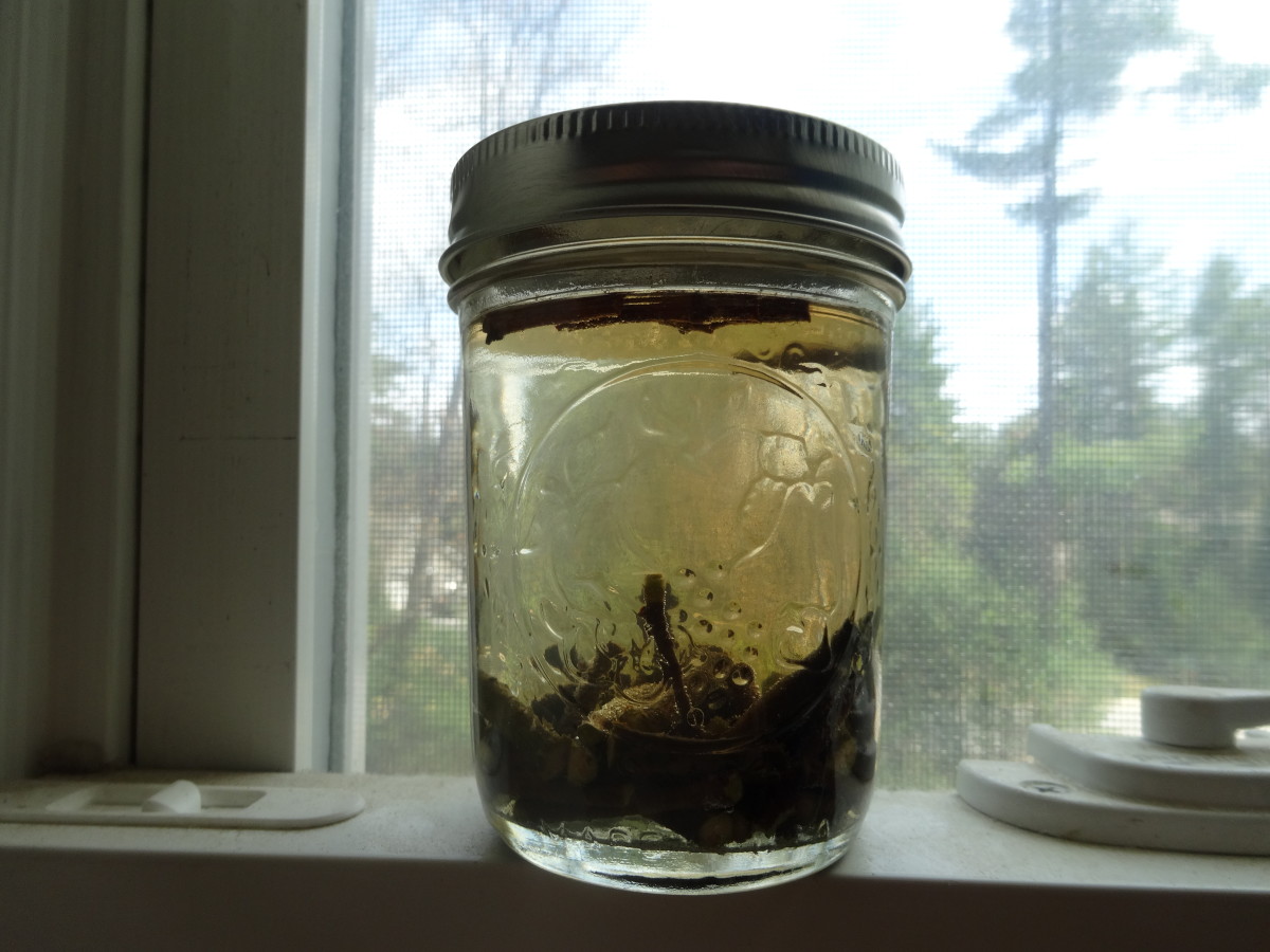 Let the jar with the twigs and hot water steep on a windowsill for at least 24 hours (and up to a few days). The water will change color as it steeps.