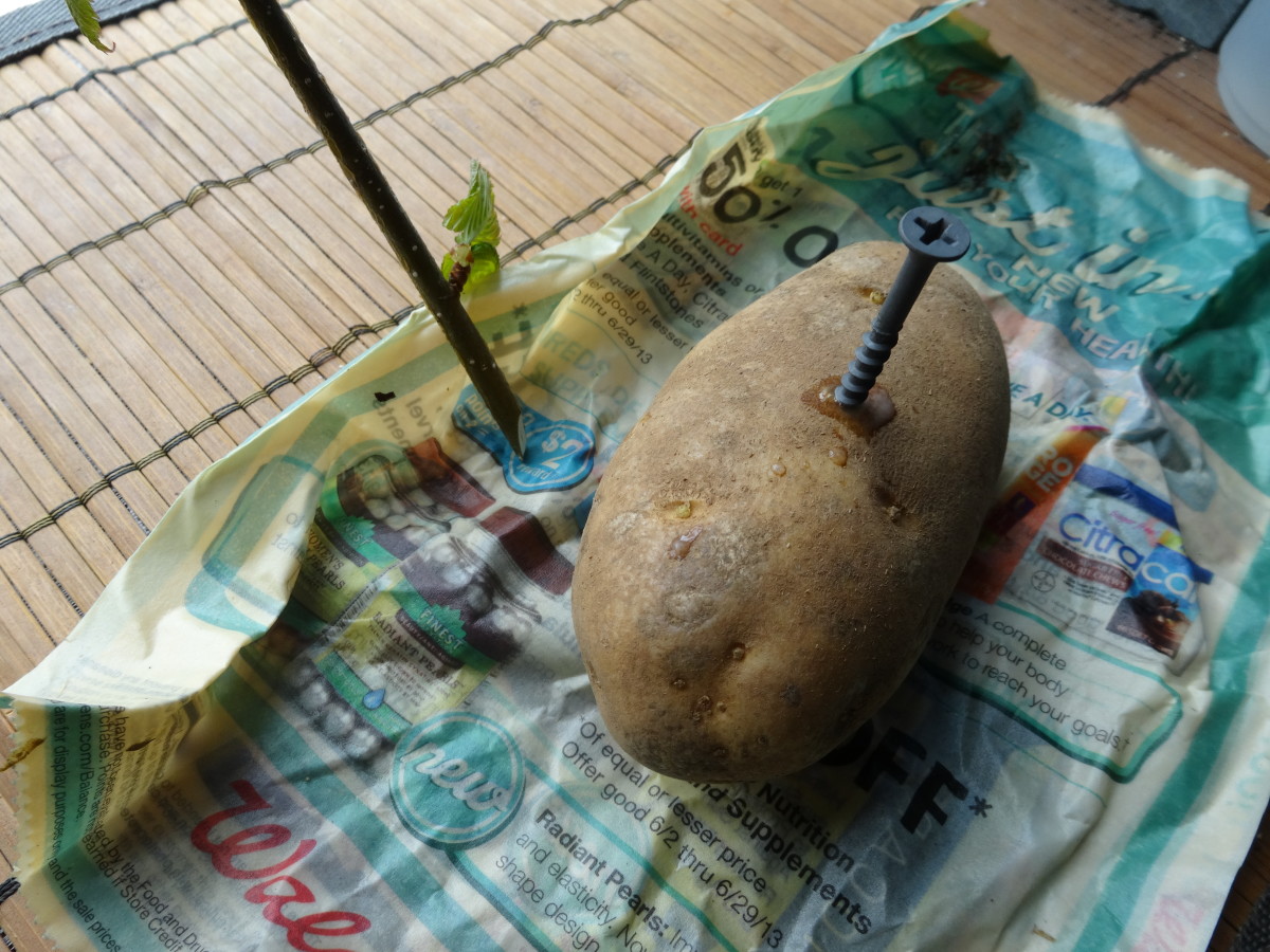 Poke a hole in the potato with a screw or drill.