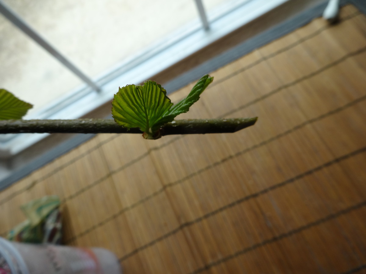 Make a slightly angled, clean cut just below the leaf.