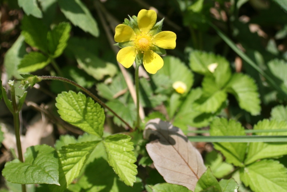 Flower of the mock strawberry plant.