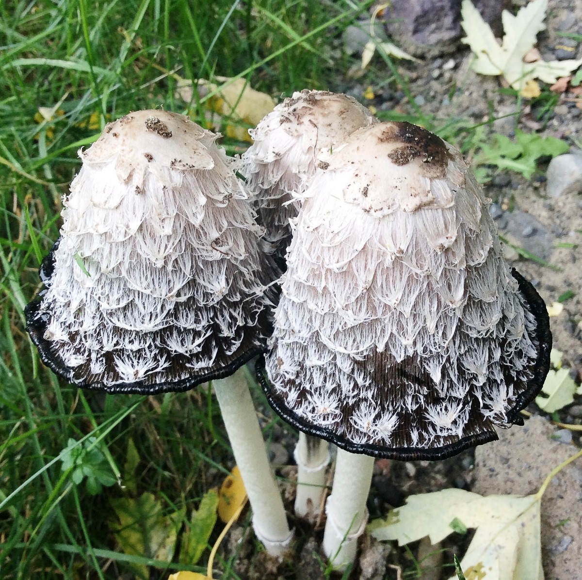 These partially opened shaggy mane mushrooms have an interesting surface texture.