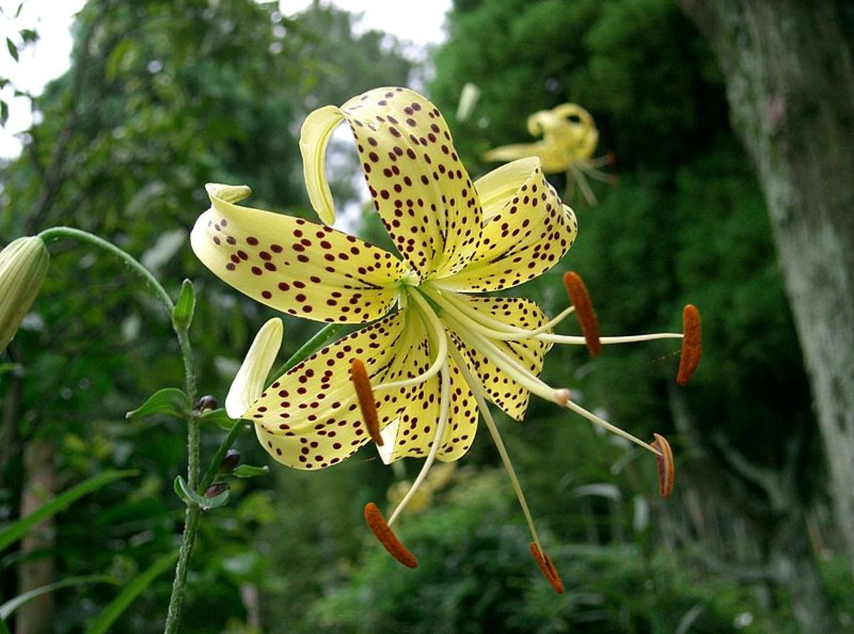 A yellow tiger lily