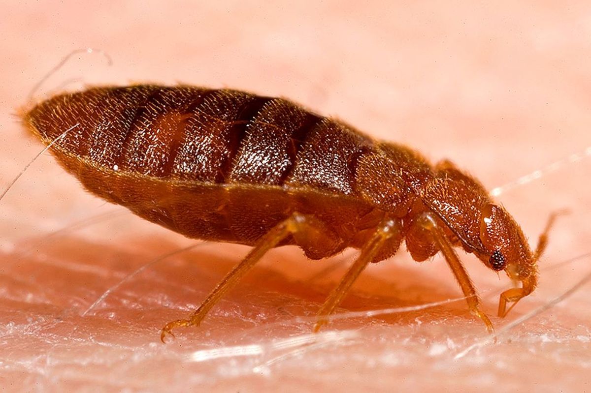12 Easy DIY Ways to Get Rid of Bed Bugs Quickly: A Killer Guide