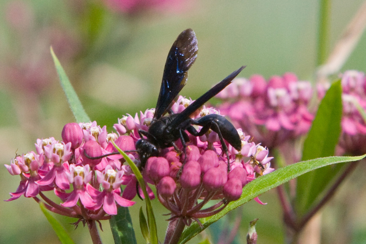 Blue mud dauber wasp