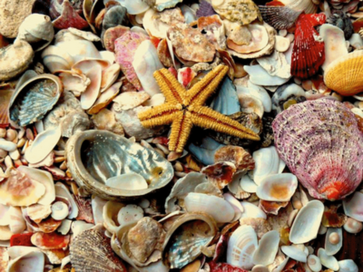You can turn the seashells you've collected into beautiful décor!