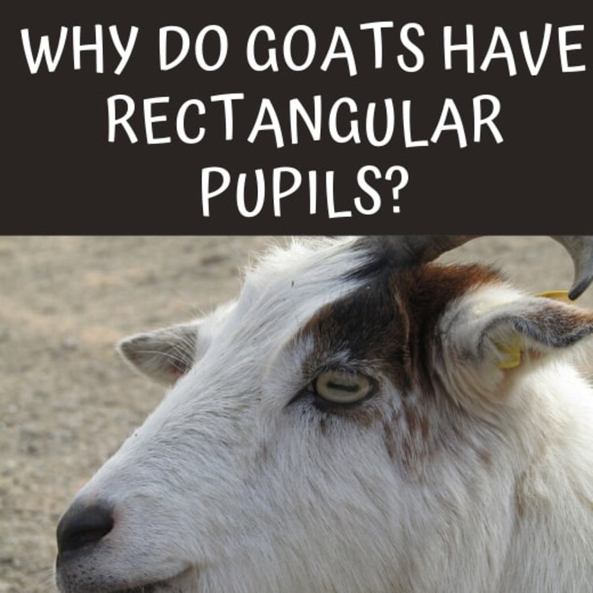 Goats' rectangular pupils are a striking evolutionary adaptation. 