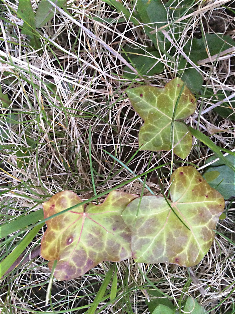 Variegated English ivy leaves.