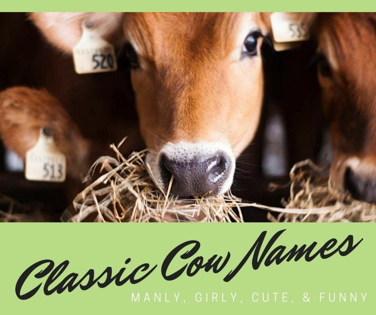 75 Classic Cow Names From Annabelle To Sampson PetHelpful