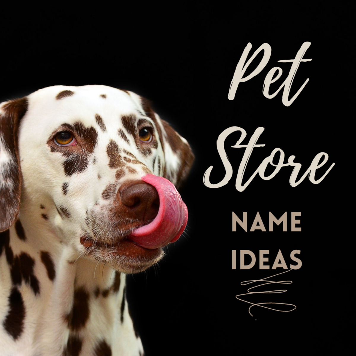 50 Pet Store Names ToughNickel