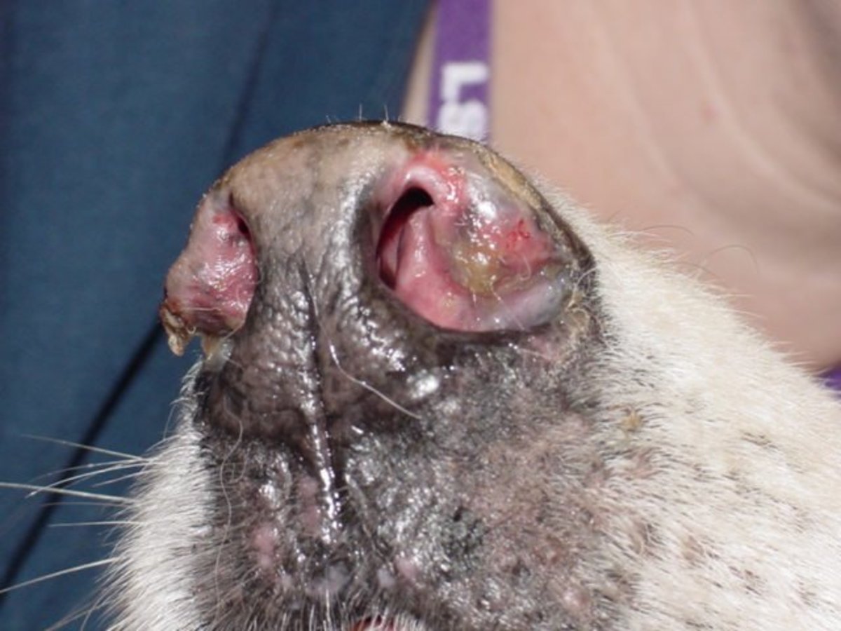 Lupus is an autoimmune disease of dogs that can sometimes attack the face.