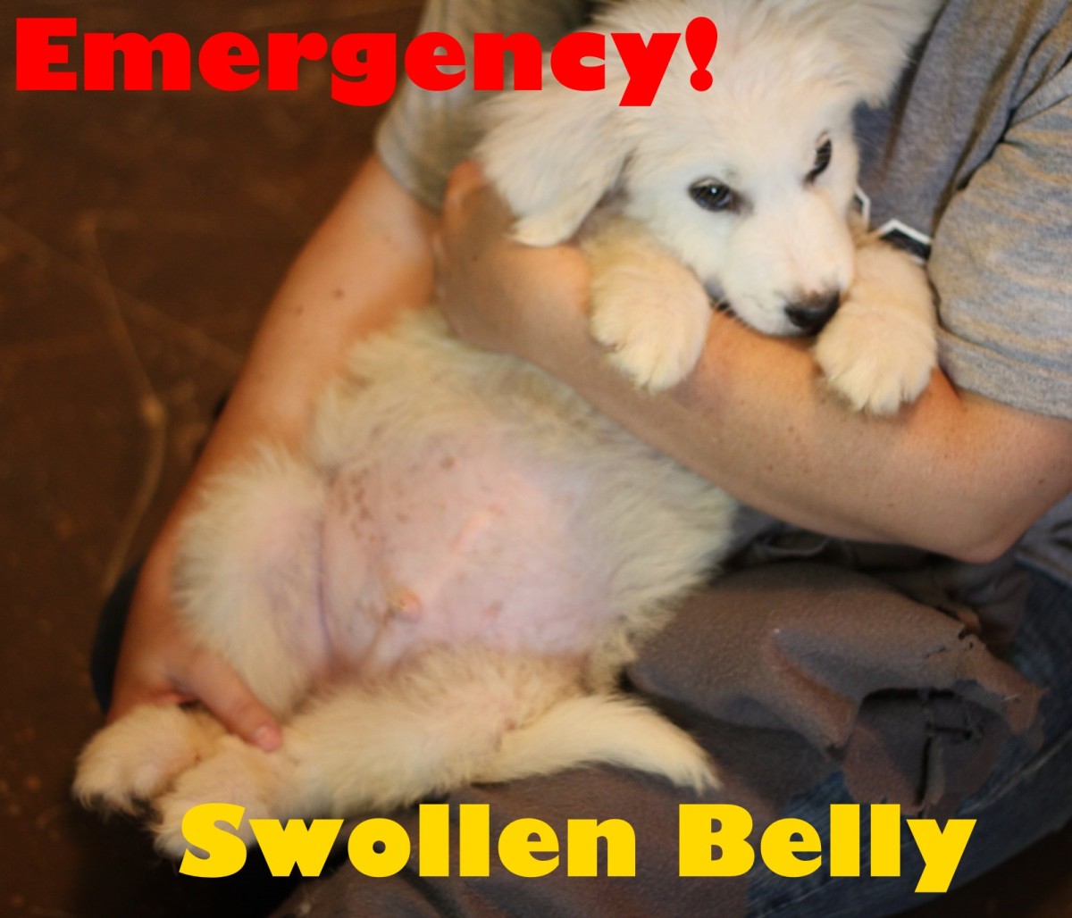 Why Does My Dog Have a Swollen Belly? - PetHelpful - By ...