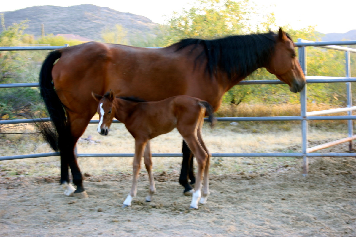 The Essential Foaling Kit for the First-Time Mare Owner