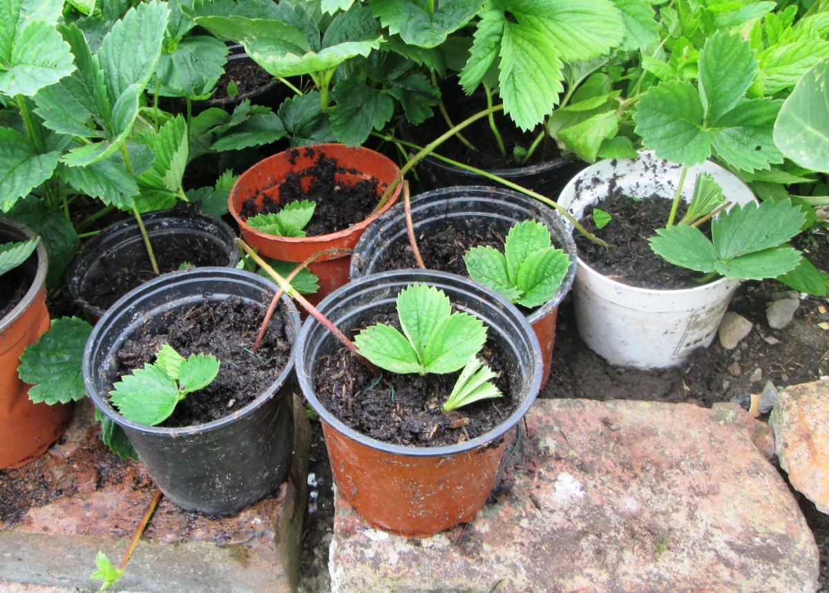 How To Plant Strawberry Plants In A Strawberry Pot At Vera Zepeda Blog