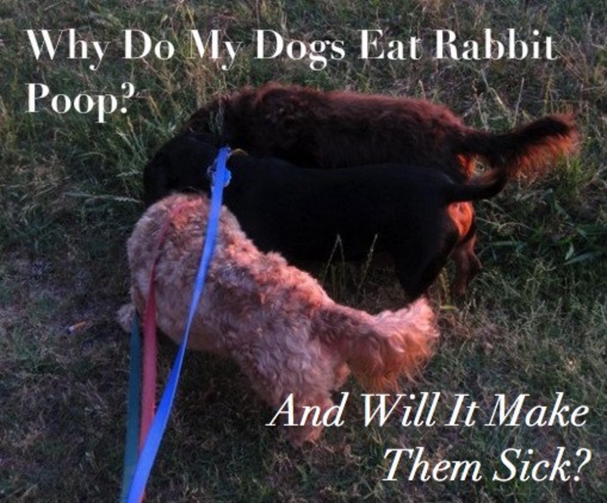 Can a dog get leptospirosis from eating rabbit poop?