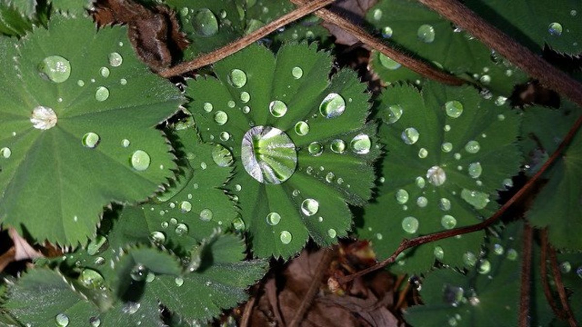 Plant Spotlight: Lady's Mantle (Alchemilla Vulgaris)