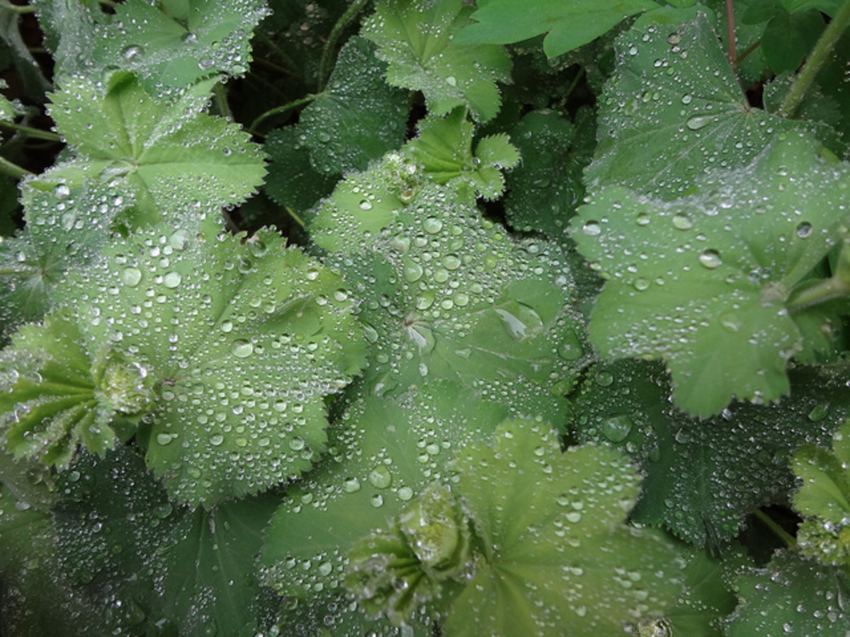 Too much humidity can lead to fungus. So make sure your lady's mantle has plenty of room and air circulation around it.