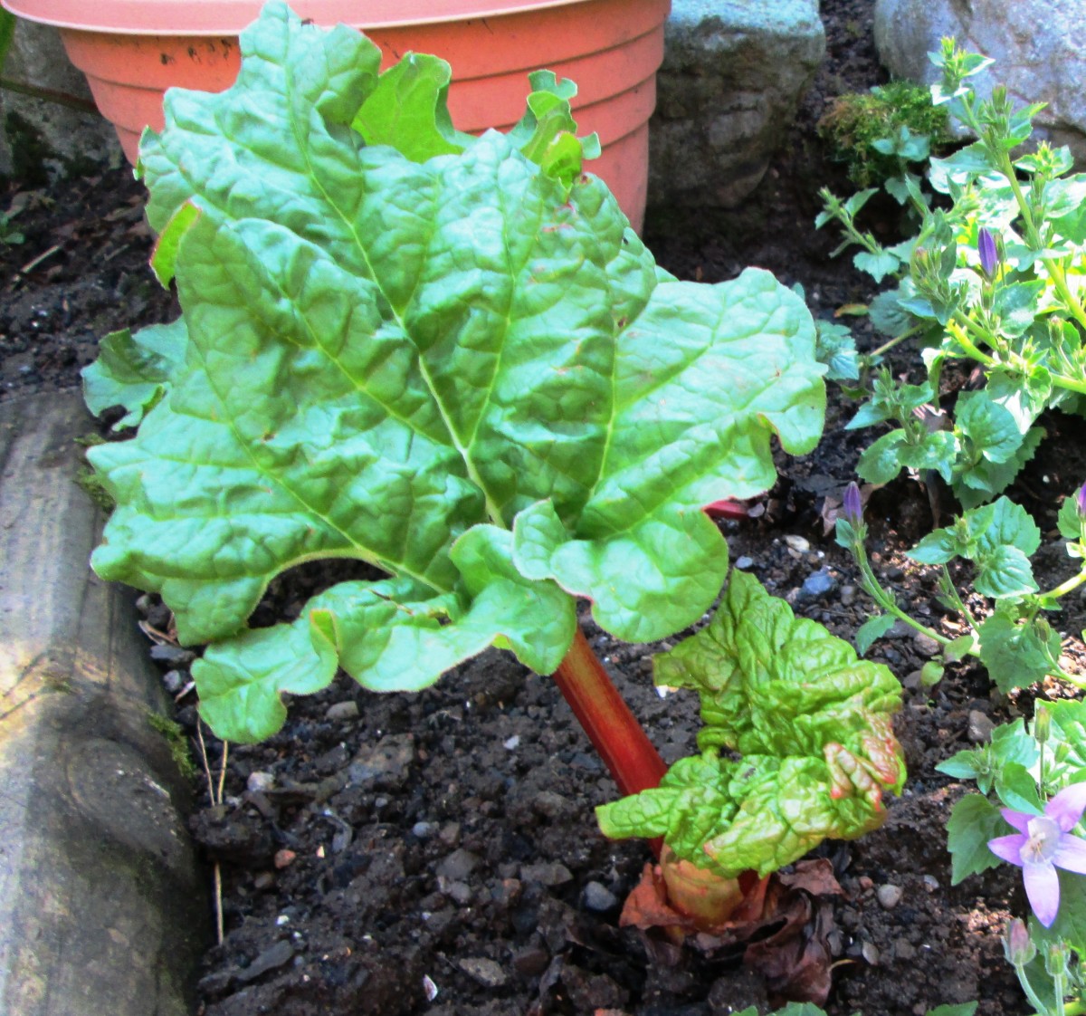 How to Sow, Plant and Grow Rhubarb Plants in the Garden Dengarden