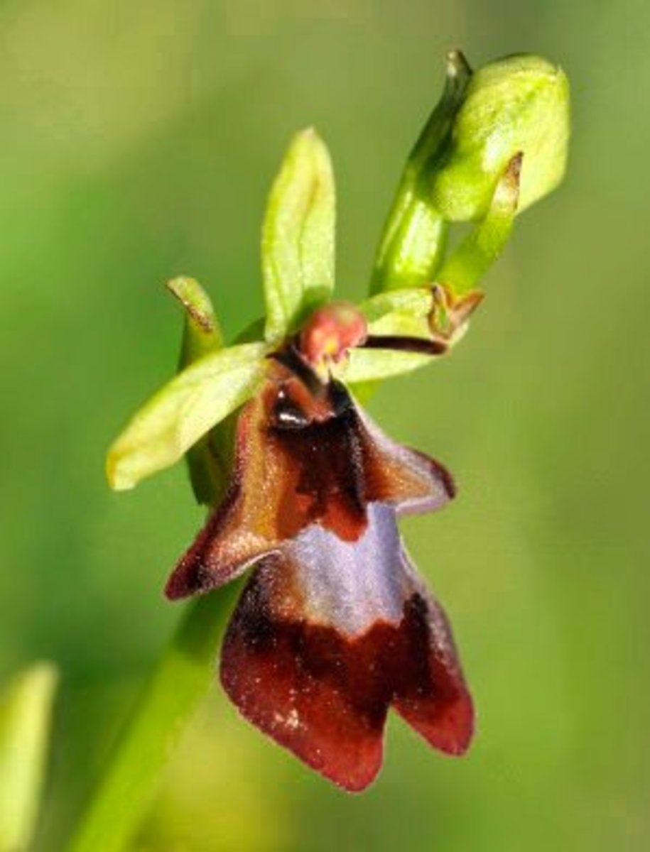 Ophrys insectifera - the fly orchid.