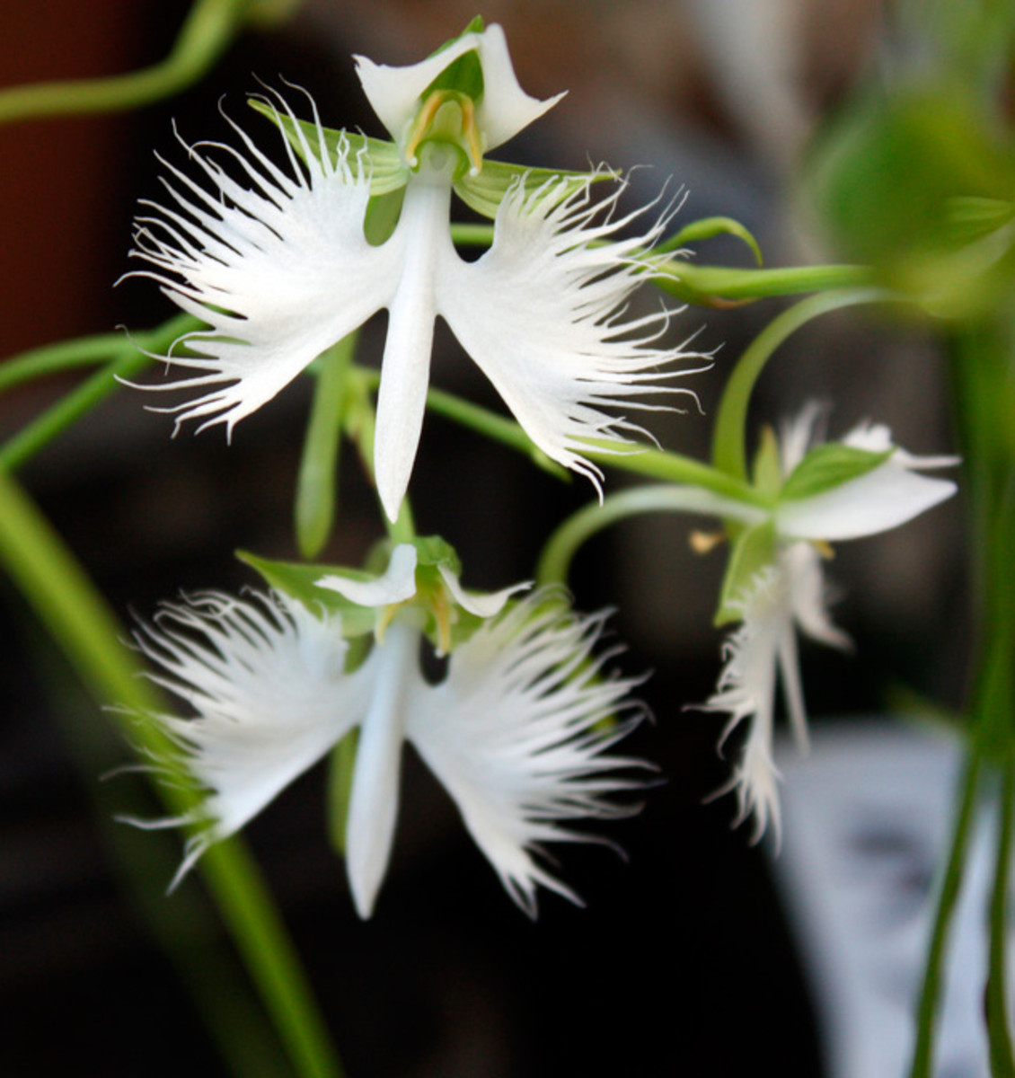 Habenaria radiata - the white egret orchid.