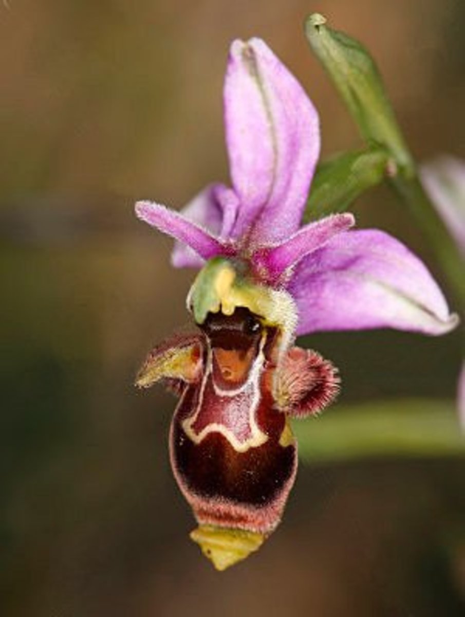 Ophrys apifera - the bee orchid.