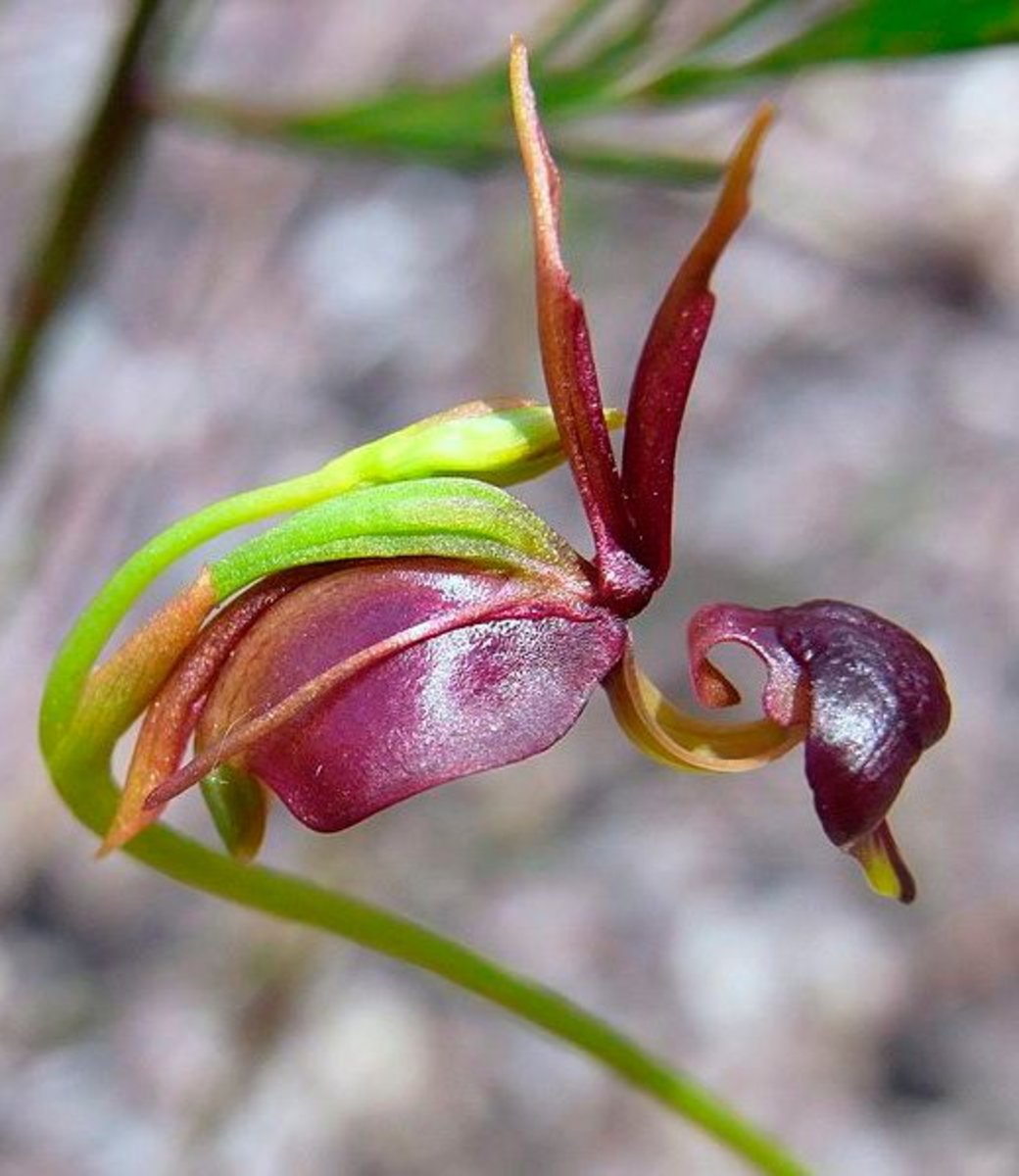 Caleana major - the flying duck orchid.
