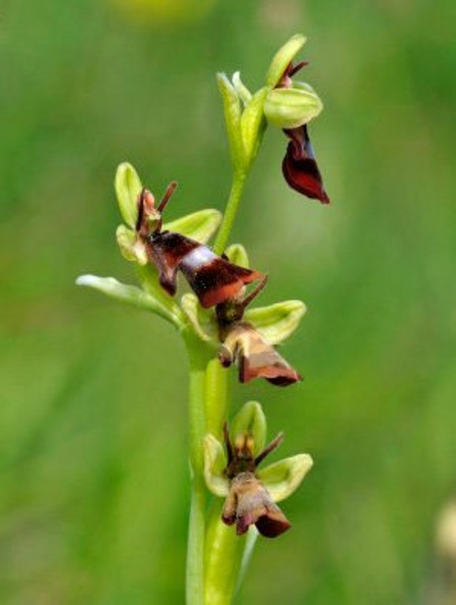 Male insects get very excited when they discover the fly orchid.