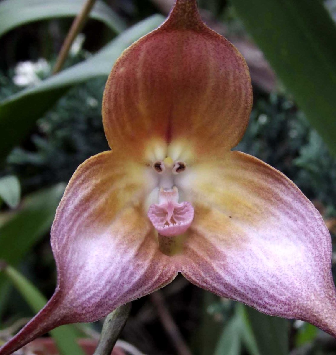 10 Unusual Orchids That Look Like Monkeys And Other Animals Dengarden Home And Garden